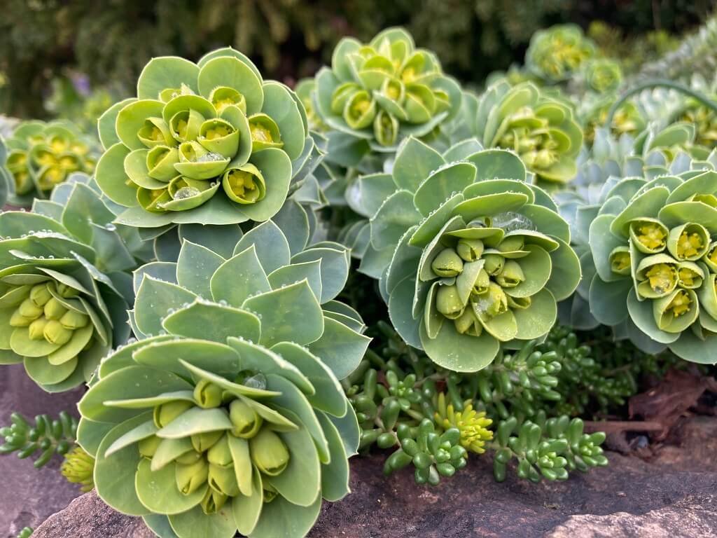 Sedum pluricaule 'Isle of Sakhalin' (Isle of Sakhalin Stonecrop